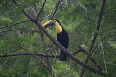 Yılan gagalı Toucan - Ramphastos sülfuratus, Kosta Rika ormanından çok renkli gagalı büyük renkli tukan.