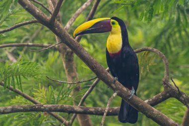 Yılan gagalı Toucan - Ramphastos sülfuratus, Kosta Rika ormanından çok renkli gagalı büyük renkli tukan.