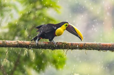 Yılan gagalı Toucan - Ramphastos sülfuratus, Kosta Rika ormanından çok renkli gagalı büyük renkli tukan.