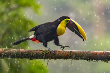 Yılan gagalı Toucan - Ramphastos sülfuratus, Kosta Rika ormanından çok renkli gagalı büyük renkli tukan.
