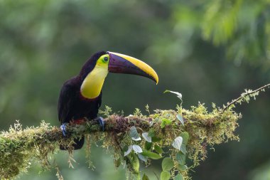 Yılan gagalı Toucan - Ramphastos sülfuratus, Kosta Rika ormanından çok renkli gagalı büyük renkli tukan.
