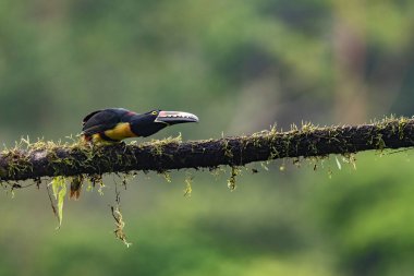 Toucan Yakalı Aracari, Pteroglossus torquatus, büyük gagalı kuş. Tukan ormandaki yosun dalında oturuyor, Boca Tapada, Kosta Rika. Orta Amerika 'da doğa yolculuğu