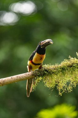 Toucan Yakalı Aracari, Pteroglossus torquatus, büyük gagalı kuş. Tukan ormandaki yosun dalında oturuyor, Boca Tapada, Kosta Rika. Orta Amerika 'da doğa yolculuğu