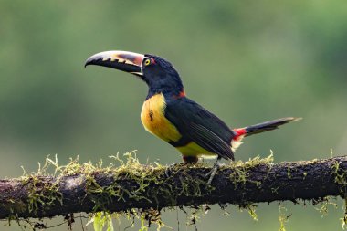 Toucan Yakalı Aracari, Pteroglossus torquatus, büyük gagalı kuş. Tukan ormandaki yosun dalında oturuyor, Boca Tapada, Kosta Rika. Orta Amerika 'da doğa yolculuğu