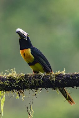 Toucan Yakalı Aracari, Pteroglossus torquatus, büyük gagalı kuş. Tukan ormandaki yosun dalında oturuyor, Boca Tapada, Kosta Rika. Orta Amerika 'da doğa yolculuğu