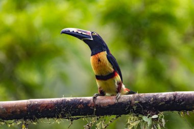 Toucan Yakalı Aracari, Pteroglossus torquatus, büyük gagalı kuş. Tukan ormandaki yosun dalında oturuyor, Boca Tapada, Kosta Rika. Orta Amerika 'da doğa yolculuğu