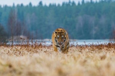 Sibirya Kaplanı kaçıyor. Bu görkemli hayvanın güzel, dinamik ve güçlü fotoğrafı. Bu inanılmaz hayvan için tipik bir ortam. Ağaçlar ve çayırlar