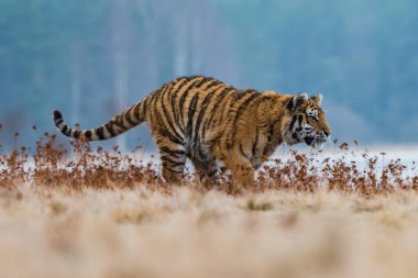 Sibirya Kaplanı kaçıyor. Bu görkemli hayvanın güzel, dinamik ve güçlü fotoğrafı. Bu inanılmaz hayvan için tipik bir ortam. Ağaçlar ve çayırlar