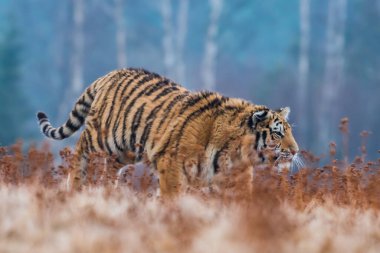 Sibirya Kaplanı kaçıyor. Bu görkemli hayvanın güzel, dinamik ve güçlü fotoğrafı. Bu inanılmaz hayvan için tipik bir ortam. Ağaçlar ve çayırlar