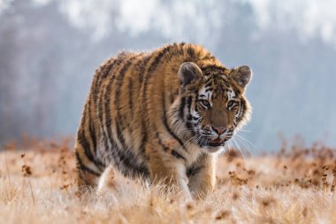 Sibirya Kaplanı kaçıyor. Bu görkemli hayvanın güzel, dinamik ve güçlü fotoğrafı. Bu inanılmaz hayvan için tipik bir ortam. Ağaçlar ve çayırlar