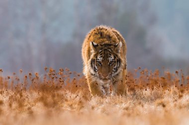 Sibirya Kaplanı kaçıyor. Bu görkemli hayvanın güzel, dinamik ve güçlü fotoğrafı. Bu inanılmaz hayvan için tipik bir ortam. Ağaçlar ve çayırlar