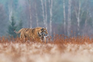 Sibirya Kaplanı kaçıyor. Bu görkemli hayvanın güzel, dinamik ve güçlü fotoğrafı. Bu inanılmaz hayvan için tipik bir ortam. Ağaçlar ve çayırlar