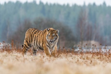 Sibirya Kaplanı kaçıyor. Bu görkemli hayvanın güzel, dinamik ve güçlü fotoğrafı. Bu inanılmaz hayvan için tipik bir ortam. Ağaçlar ve çayırlar
