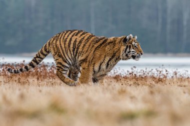 Sibirya Kaplanı kaçıyor. Bu görkemli hayvanın güzel, dinamik ve güçlü fotoğrafı. Bu inanılmaz hayvan için tipik bir ortam. Ağaçlar ve çayırlar