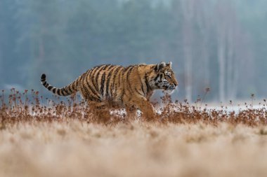 Sibirya Kaplanı kaçıyor. Bu görkemli hayvanın güzel, dinamik ve güçlü fotoğrafı. Bu inanılmaz hayvan için tipik bir ortam. Ağaçlar ve çayırlar