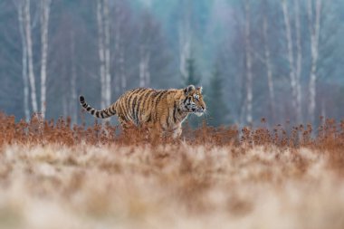 Sibirya Kaplanı kaçıyor. Bu görkemli hayvanın güzel, dinamik ve güçlü fotoğrafı. Bu inanılmaz hayvan için tipik bir ortam. Ağaçlar ve çayırlar