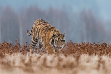 Sibirya Kaplanı kaçıyor. Bu görkemli hayvanın güzel, dinamik ve güçlü fotoğrafı. Bu inanılmaz hayvan için tipik bir ortam. Ağaçlar ve çayırlar