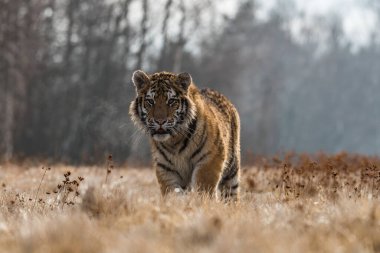Sibirya Kaplanı kaçıyor. Bu görkemli hayvanın güzel, dinamik ve güçlü fotoğrafı. Bu inanılmaz hayvan için tipik bir ortam. Ağaçlar ve çayırlar