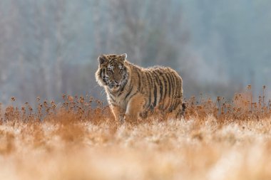 Sibirya Kaplanı kaçıyor. Bu görkemli hayvanın güzel, dinamik ve güçlü fotoğrafı. Bu inanılmaz hayvan için tipik bir ortam. Ağaçlar ve çayırlar