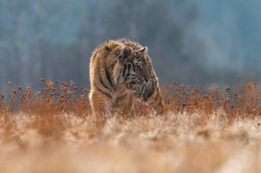 Sibirya Kaplanı kaçıyor. Bu görkemli hayvanın güzel, dinamik ve güçlü fotoğrafı. Bu inanılmaz hayvan için tipik bir ortam. Ağaçlar ve çayırlar