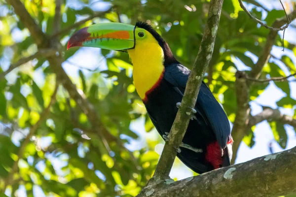 Keel Fakturerade Toucan Ramphastos Sulfuratus Stor Färgglad Toucan Från Costa — Stockfoto