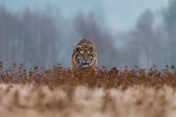 Tigre Siberiano Corriendo Hermosa Dinámica Poderosa Foto Este Majestuoso Animal — Foto de Stock