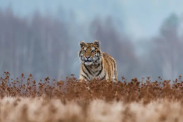 Tigre Siberiano Corriendo Hermosa Dinámica Poderosa Foto Este Majestuoso Animal — Foto de Stock