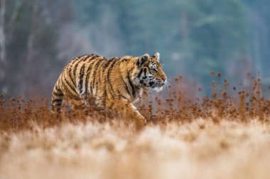 Sibirya Kaplanı kaçıyor. Bu görkemli hayvanın güzel, dinamik ve güçlü fotoğrafı. Bu inanılmaz hayvan için tipik bir ortam. Ağaçlar ve çayırlar