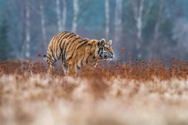 Sibirya Kaplanı kaçıyor. Bu görkemli hayvanın güzel, dinamik ve güçlü fotoğrafı. Bu inanılmaz hayvan için tipik bir ortam. Ağaçlar ve çayırlar