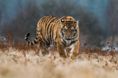 Sibirya Kaplanı kaçıyor. Bu görkemli hayvanın güzel, dinamik ve güçlü fotoğrafı. Bu inanılmaz hayvan için tipik bir ortam. Ağaçlar ve çayırlar