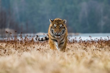 Sibirya Kaplanı kaçıyor. Bu görkemli hayvanın güzel, dinamik ve güçlü fotoğrafı. Bu inanılmaz hayvan için tipik bir ortam. Ağaçlar ve çayırlar