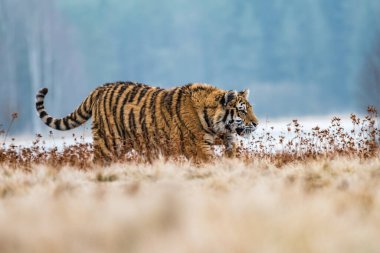 Sibirya Kaplanı kaçıyor. Bu görkemli hayvanın güzel, dinamik ve güçlü fotoğrafı. Bu inanılmaz hayvan için tipik bir ortam. Ağaçlar ve çayırlar
