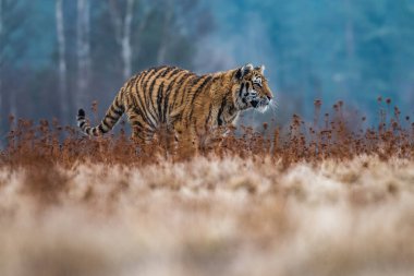 Sibirya Kaplanı kaçıyor. Bu görkemli hayvanın güzel, dinamik ve güçlü fotoğrafı. Bu inanılmaz hayvan için tipik bir ortam. Ağaçlar ve çayırlar
