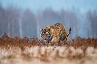 Sibirya Kaplanı kaçıyor. Bu görkemli hayvanın güzel, dinamik ve güçlü fotoğrafı. Bu inanılmaz hayvan için tipik bir ortam. Ağaçlar ve çayırlar