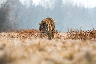 Sibirya Kaplanı kaçıyor. Bu görkemli hayvanın güzel, dinamik ve güçlü fotoğrafı. Bu inanılmaz hayvan için tipik bir ortam. Ağaçlar ve çayırlar
