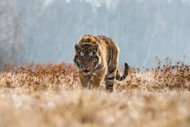 Sibirya Kaplanı kaçıyor. Bu görkemli hayvanın güzel, dinamik ve güçlü fotoğrafı. Bu inanılmaz hayvan için tipik bir ortam. Ağaçlar ve çayırlar