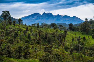 Mashpi Ekolojik Rezervi, Ekvador, İskoçya, Bulut Ormanı
