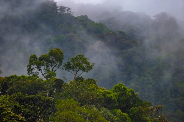 Mashpi Ekolojik Rezervi Ekvador Skoçya Bulut Ormanı — Stok fotoğraf
