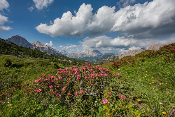 Trentino Daki Dolomiti Dağı Ndaki Manzara Ormanı — Stok fotoğraf