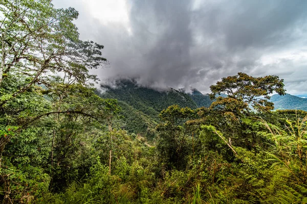 Riserva Ecologica Mashpi Ecuador Highlands Foresta Pluviale — Foto Stock