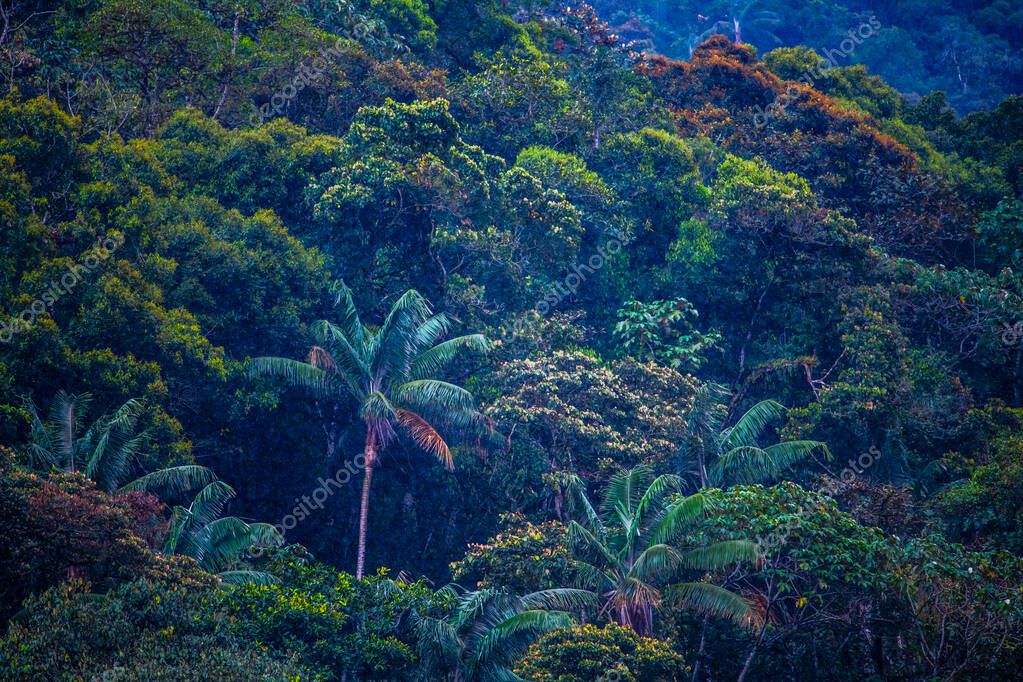 Reserva Ecológica Mashpi, Ecuador, Highlands, Bosque Nuboso 2024