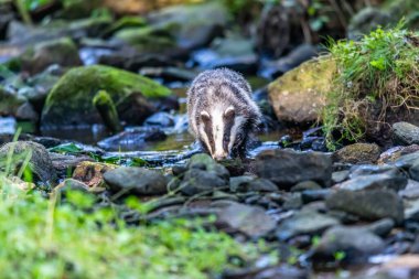 Ormanda porsuk, doğada hayvan, Almanya, Avrupa.