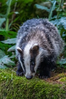 Ormanda porsuk, doğada hayvan, Almanya, Avrupa.