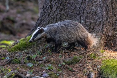 Ormanda porsuk, doğada hayvan, Almanya, Avrupa.