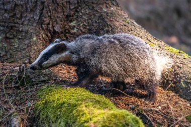 Ormanda porsuk, doğada hayvan, Almanya, Avrupa.