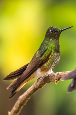 Yeşil ve mavi sinekkuşu, güzel sarı çiçeğin yanında uçuyor. Ekvador 'dan bir kuş, tropik dağ ormanı. Doğadan vahşi yaşam sahnesi. Güney Amerika 'da kuş izleme