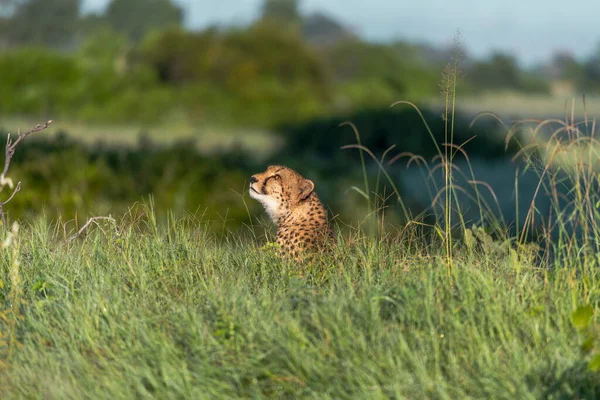 Çita Savannah Acinonyx Jubatus Uzun Otların Arasında Yürüyor — Stok fotoğraf