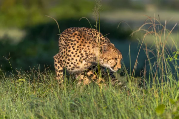 Cheetah Loopt Door Lang Gras Savanne Acinonyx Jubatus — Stockfoto
