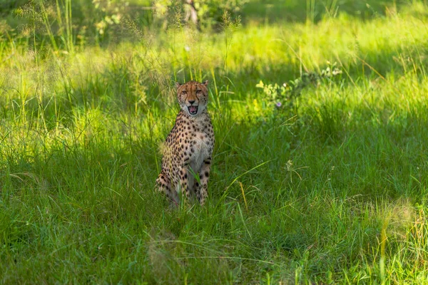 사바나에 Acinonyx Jubatus — 스톡 사진