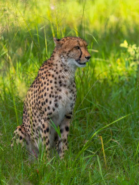 Gepard Kráčí Dlouhou Trávou Savaně Acinonyx Jubatus — Stock fotografie